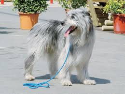 犬を家族に迎える前に